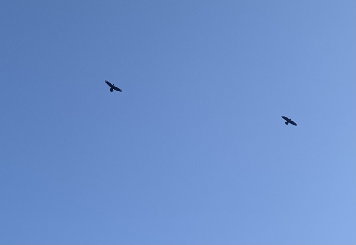 Common Raven - ML641576246