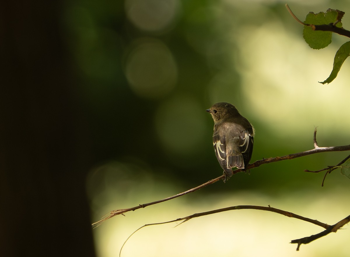 Balia dal collare - ML641576247