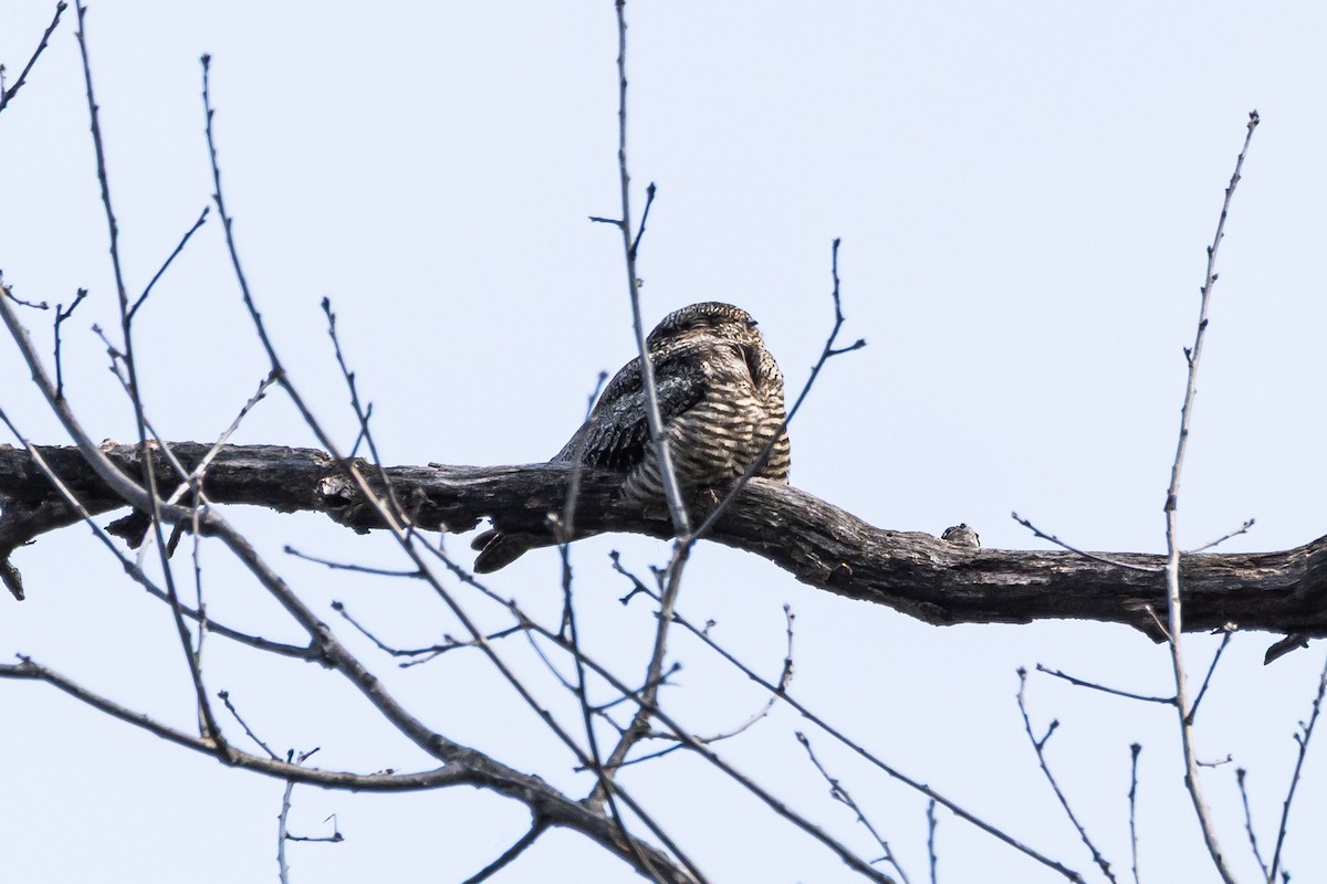 Common Nighthawk - ML641576271