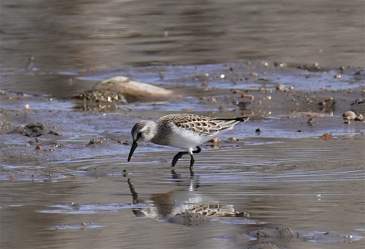 Gambecchio dell'Alaska - ML641576273