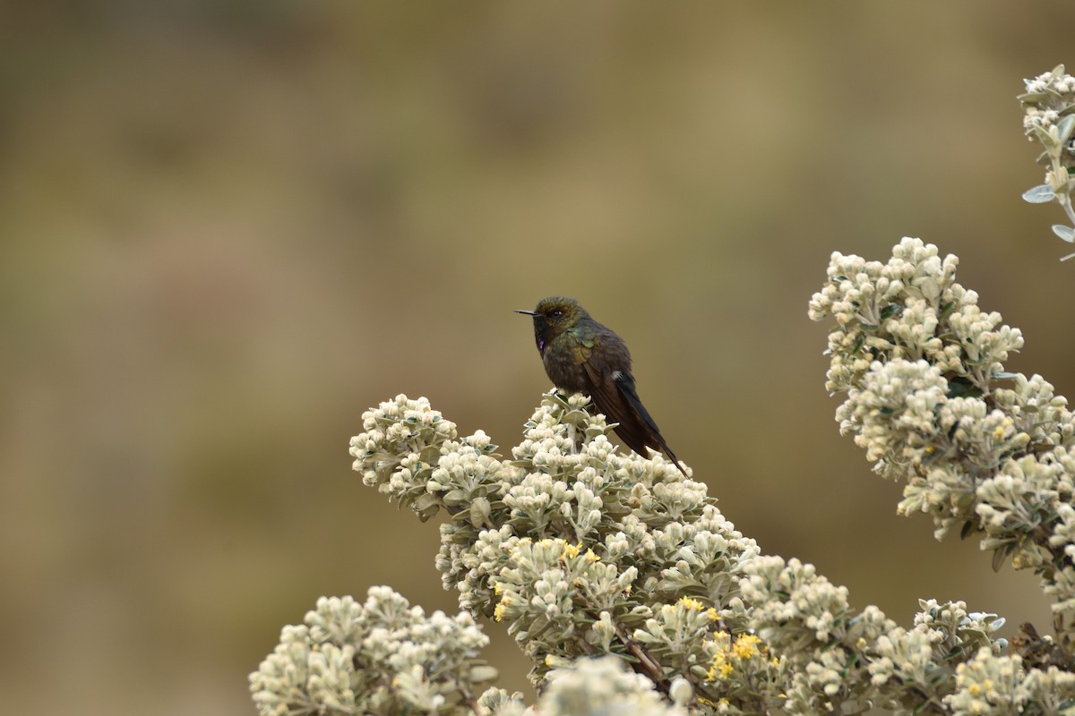 Violet-throated Metaltail - ML641576275