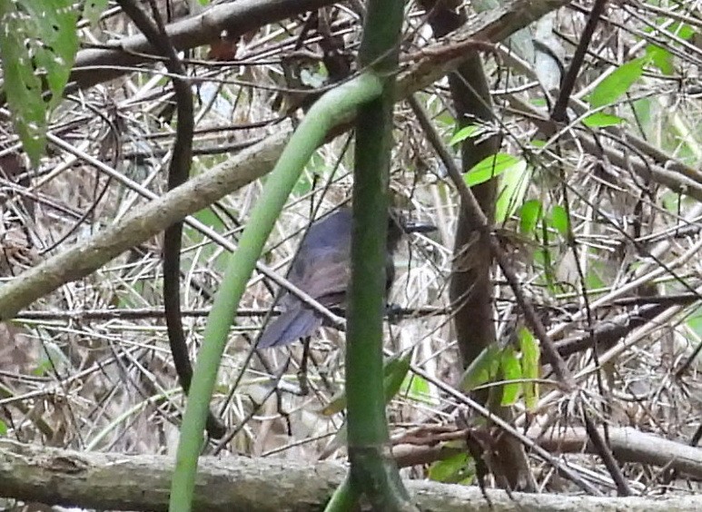 Dusky Antbird - ML641576277