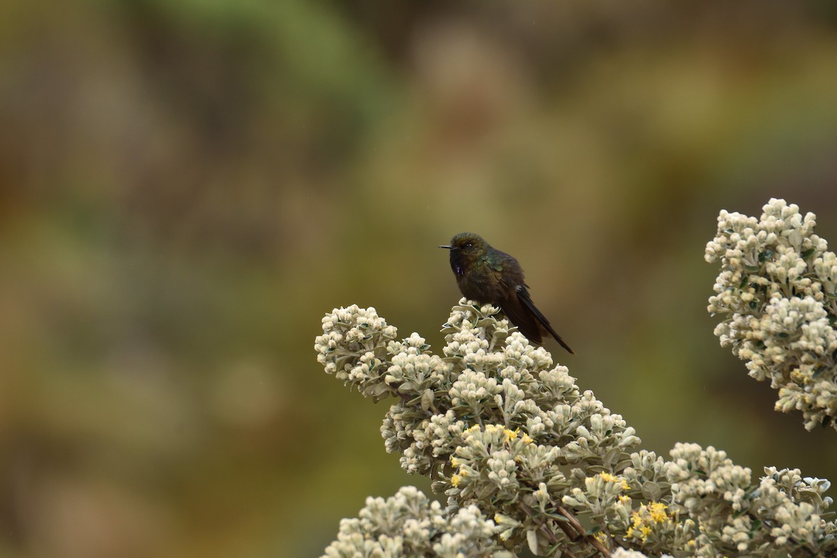 Violet-throated Metaltail - ML641576278