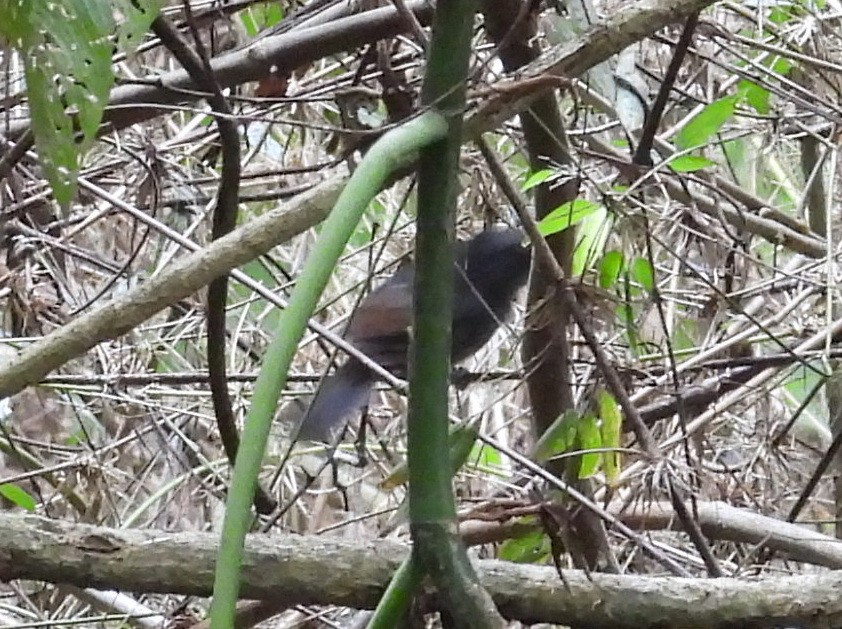 Dusky Antbird - ML641576279