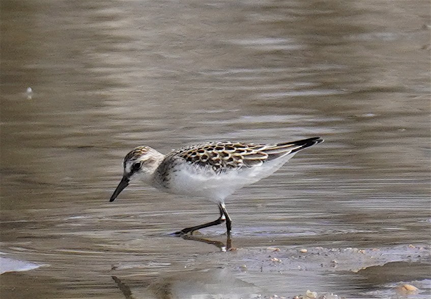 Gambecchio semipalmato - ML641576280