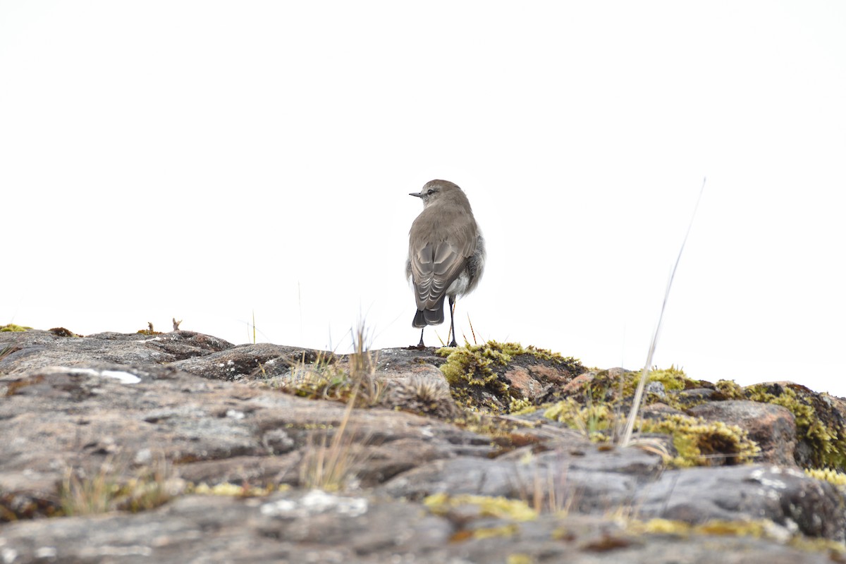 Plain-capped Ground-Tyrant - ML641576285