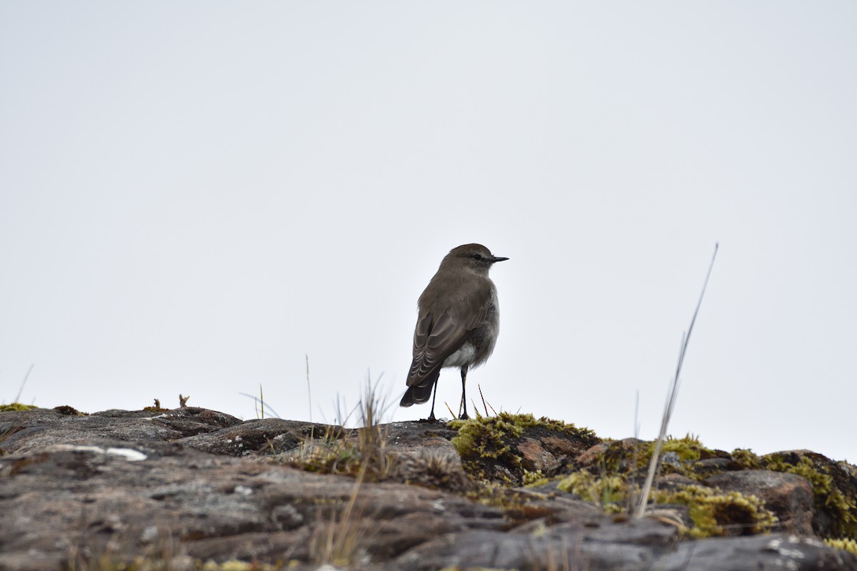 Plain-capped Ground-Tyrant - ML641576288