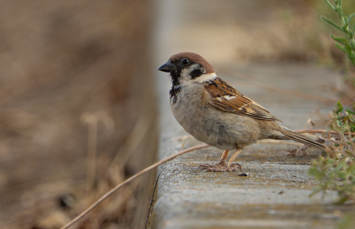 Passera mattugia - ML641576289