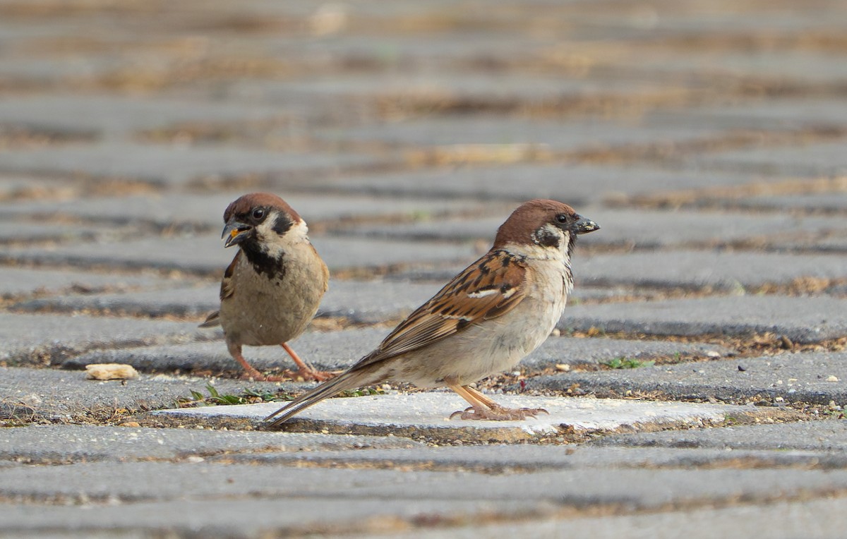 Passera mattugia - ML641576290