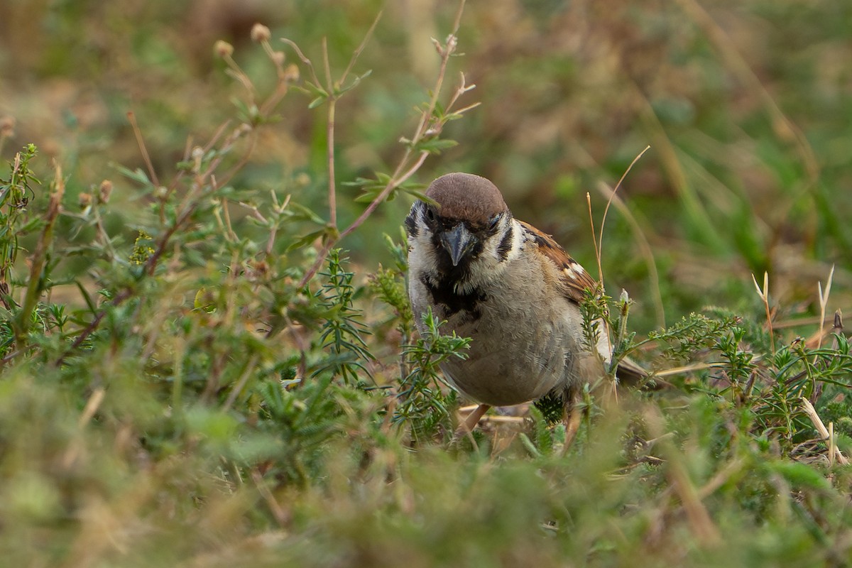 Passera mattugia - ML641576291