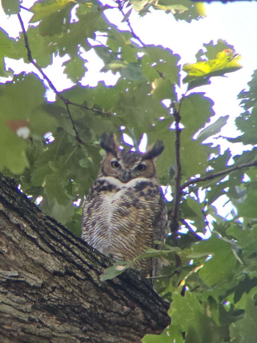 Great Horned Owl - ML641576305