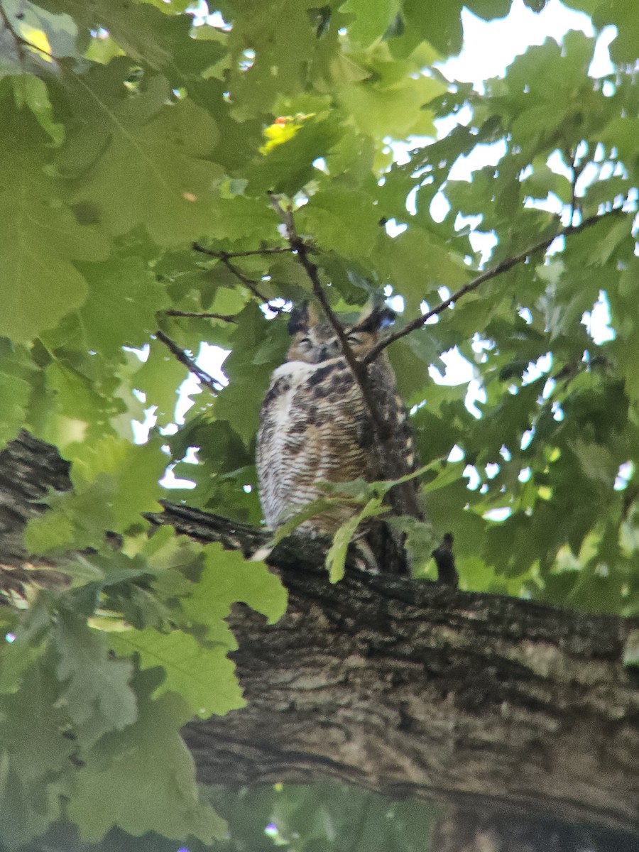 Great Horned Owl - ML641576306