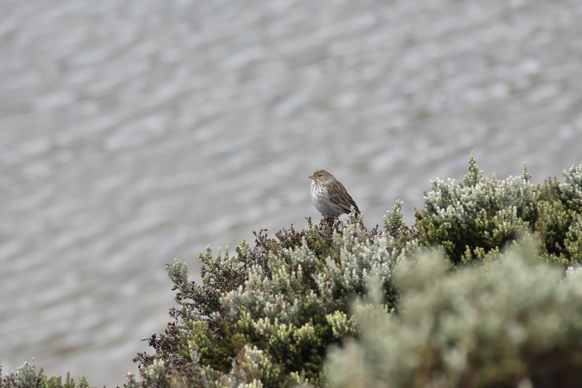 Plumbeous Sierra Finch - ML641576307
