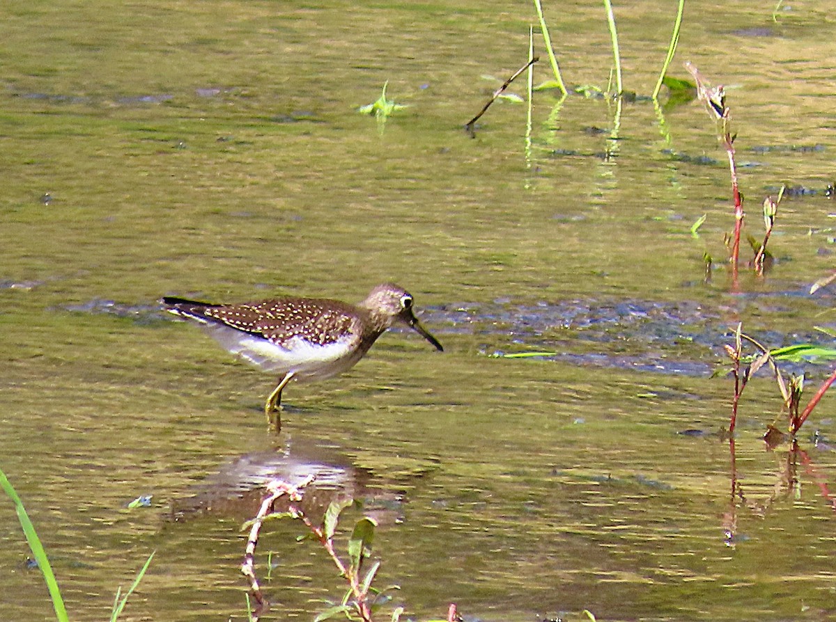Solitary Sandpiper - ML641576314