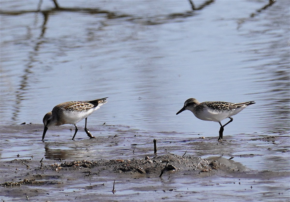 Gambecchio semipalmato - ML641576315