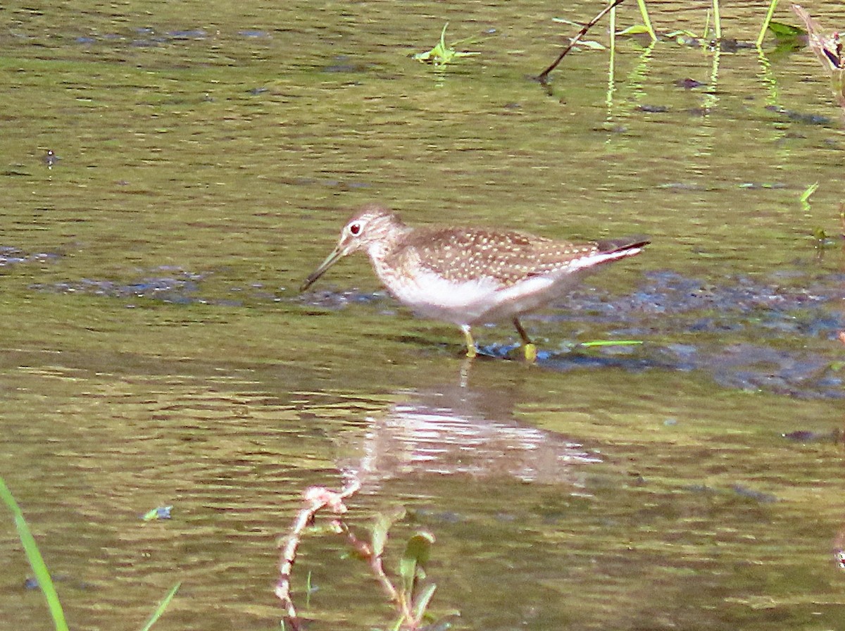 Solitary Sandpiper - ML641576319
