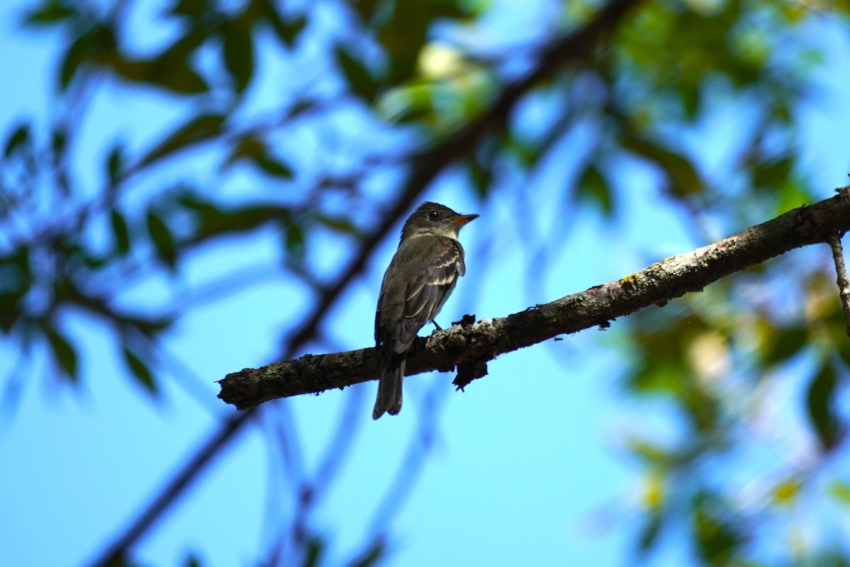 Eastern Wood-Pewee - ML641576326