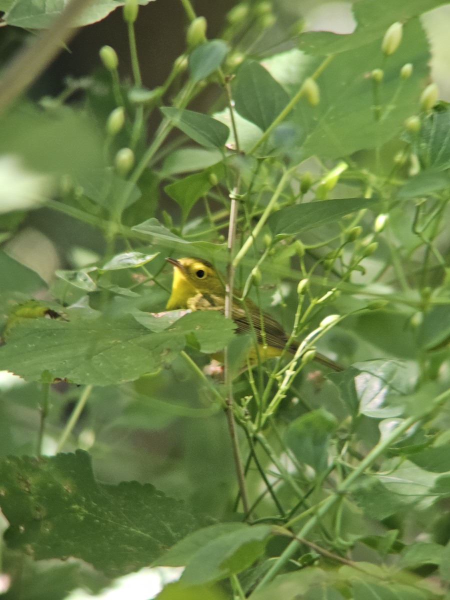 Wilson's Warbler - ML641576327
