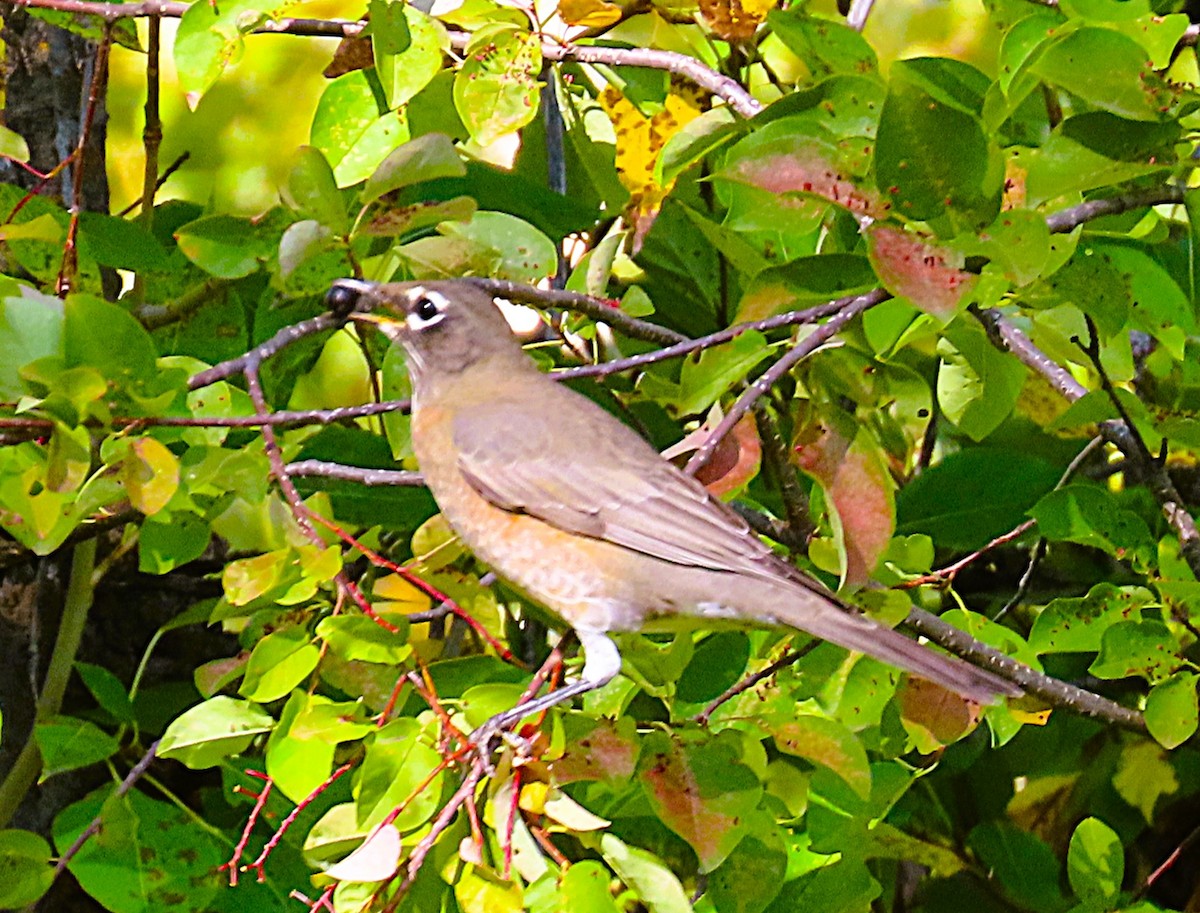 American Robin - ML641576329