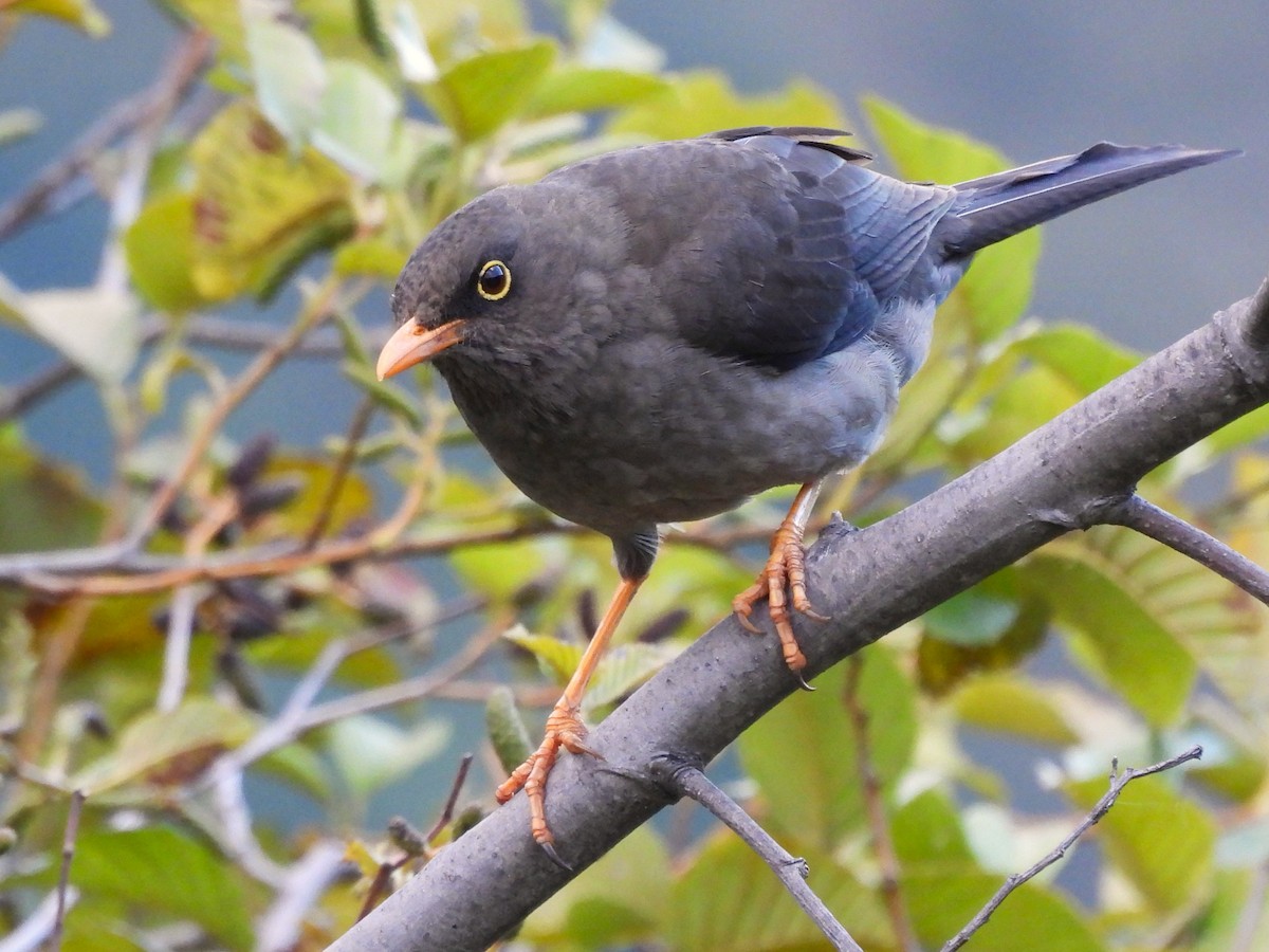 Great Thrush - ML641576339