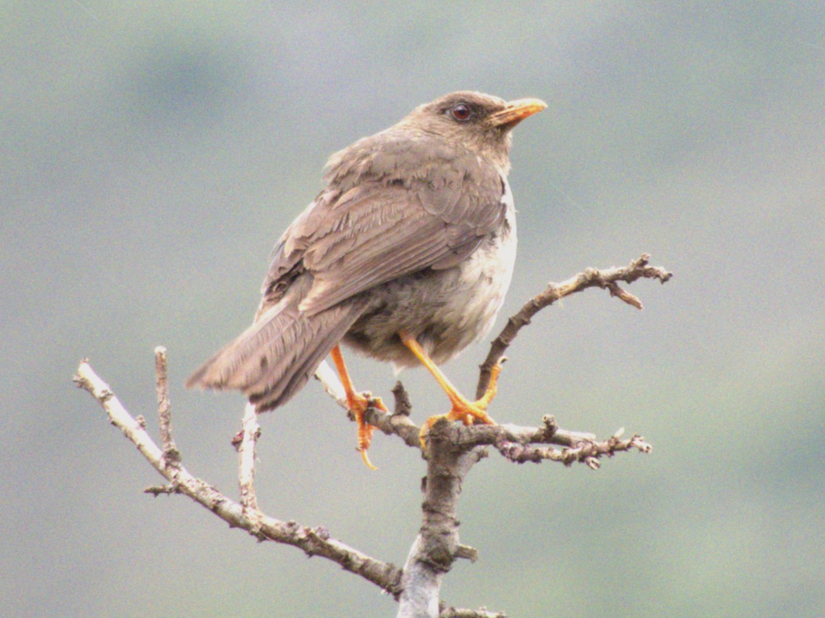 Great Thrush - ML641576349