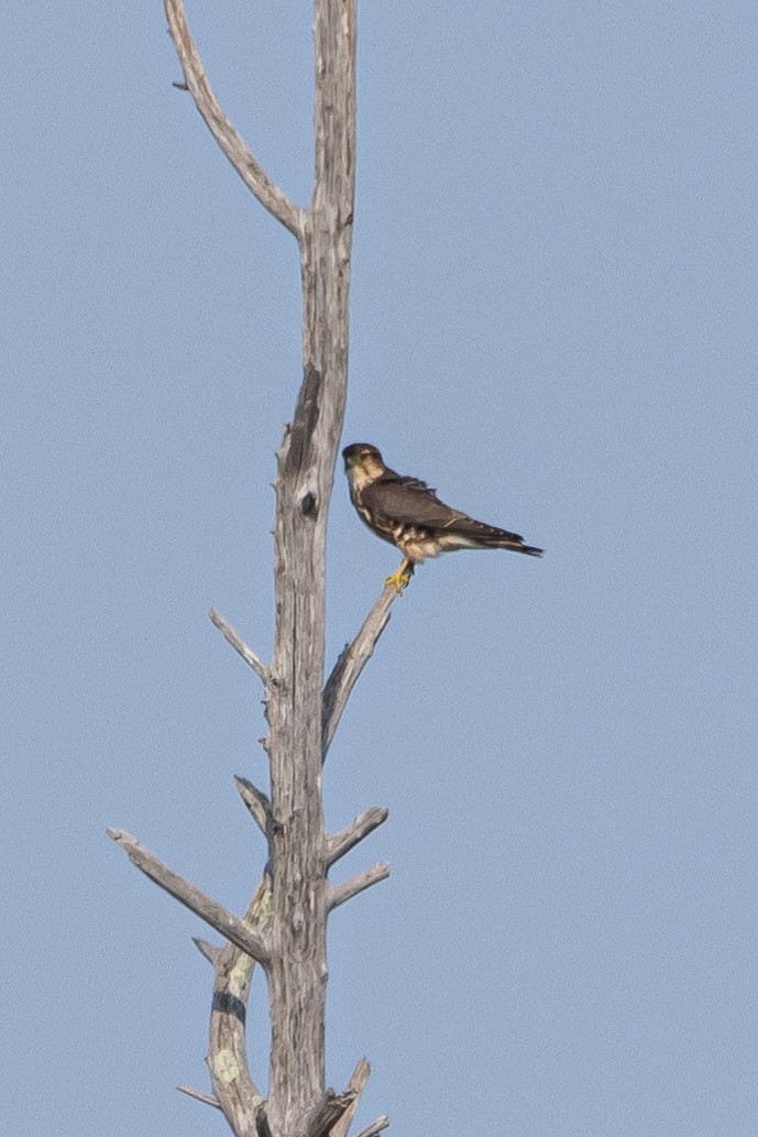 Merlin - ML641576350