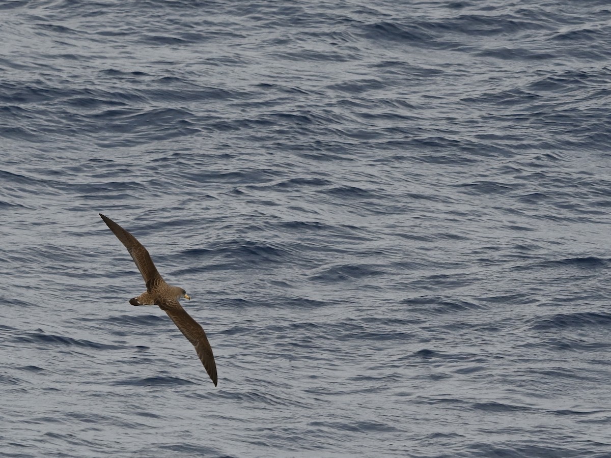 Cory's Shearwater - ML641576367
