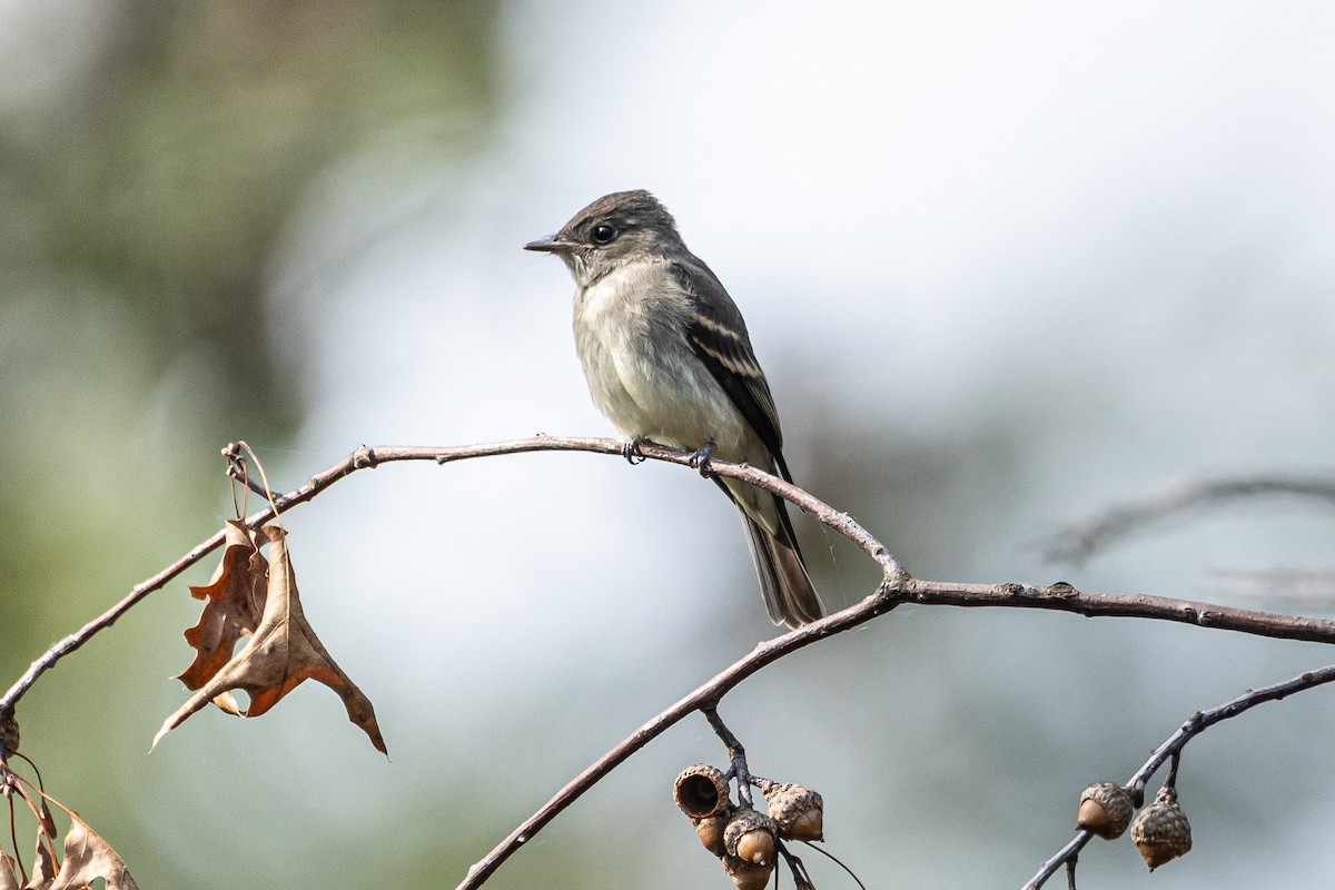 Eastern Wood-Pewee - ML641576371