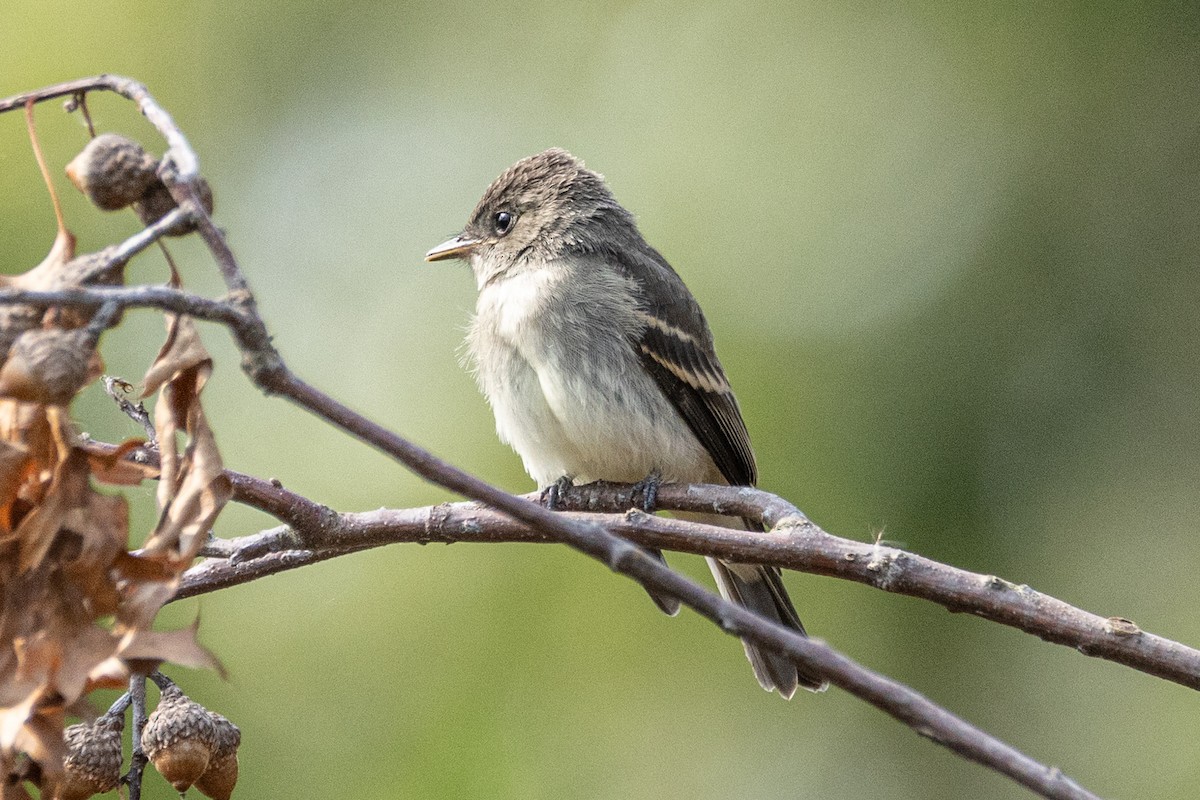 Eastern Wood-Pewee - ML641576372
