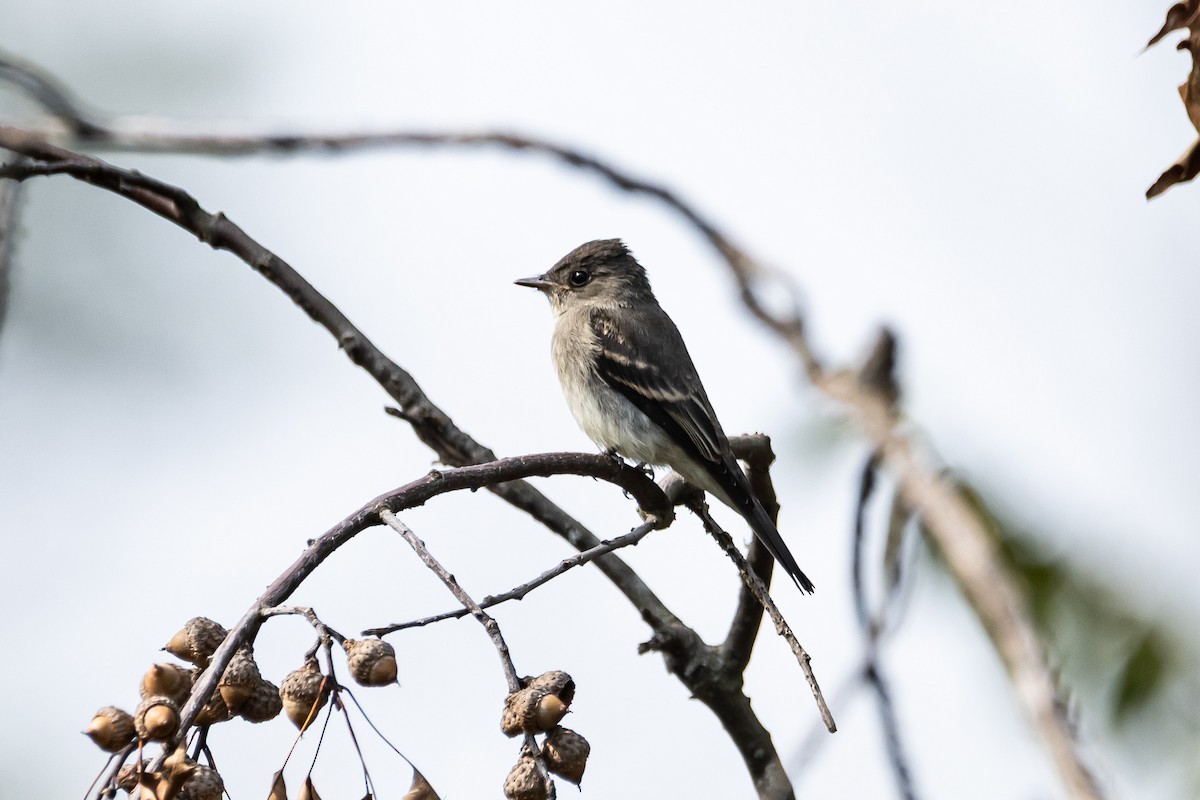 Eastern Wood-Pewee - ML641576373