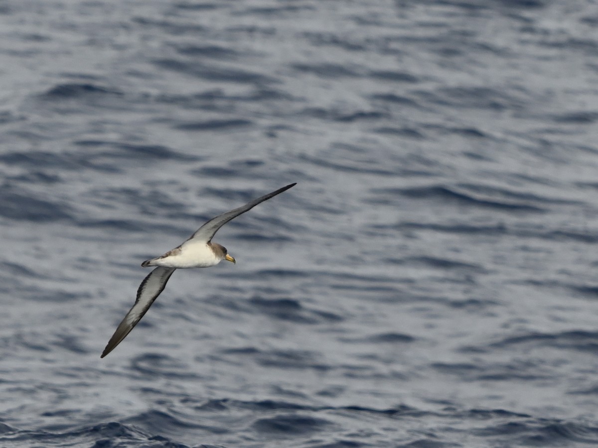 Cory's Shearwater - ML641576375