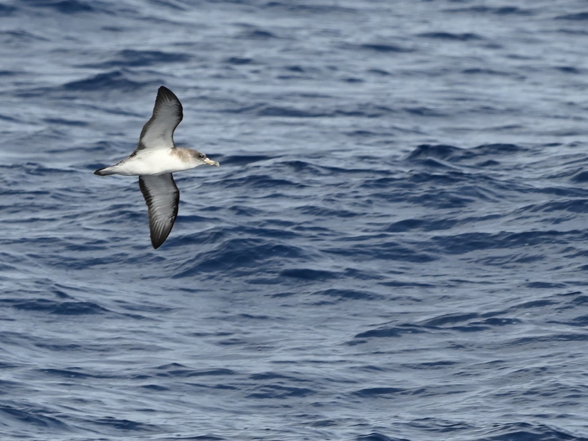 Cory's Shearwater - ML641576381