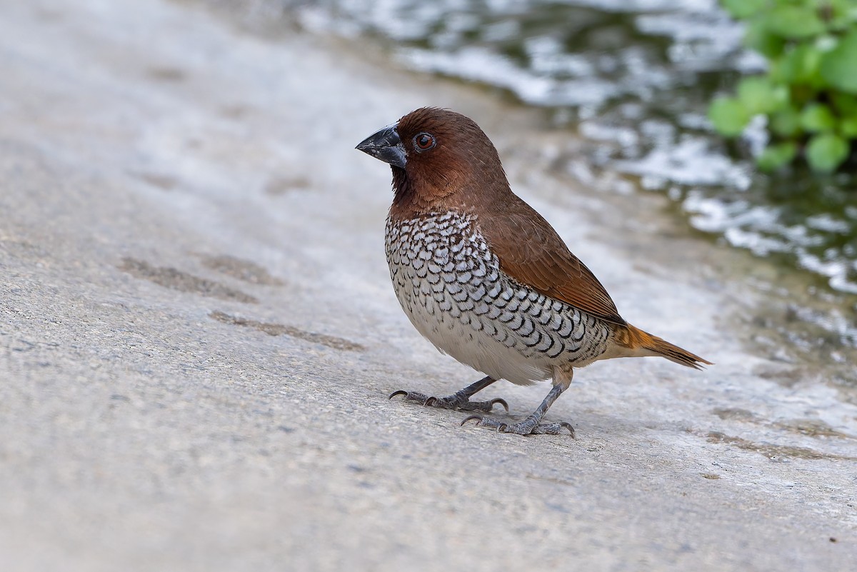 Scaly-breasted Munia - ML641576384