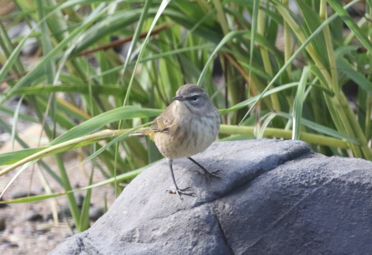 Palm Warbler - ML641576515