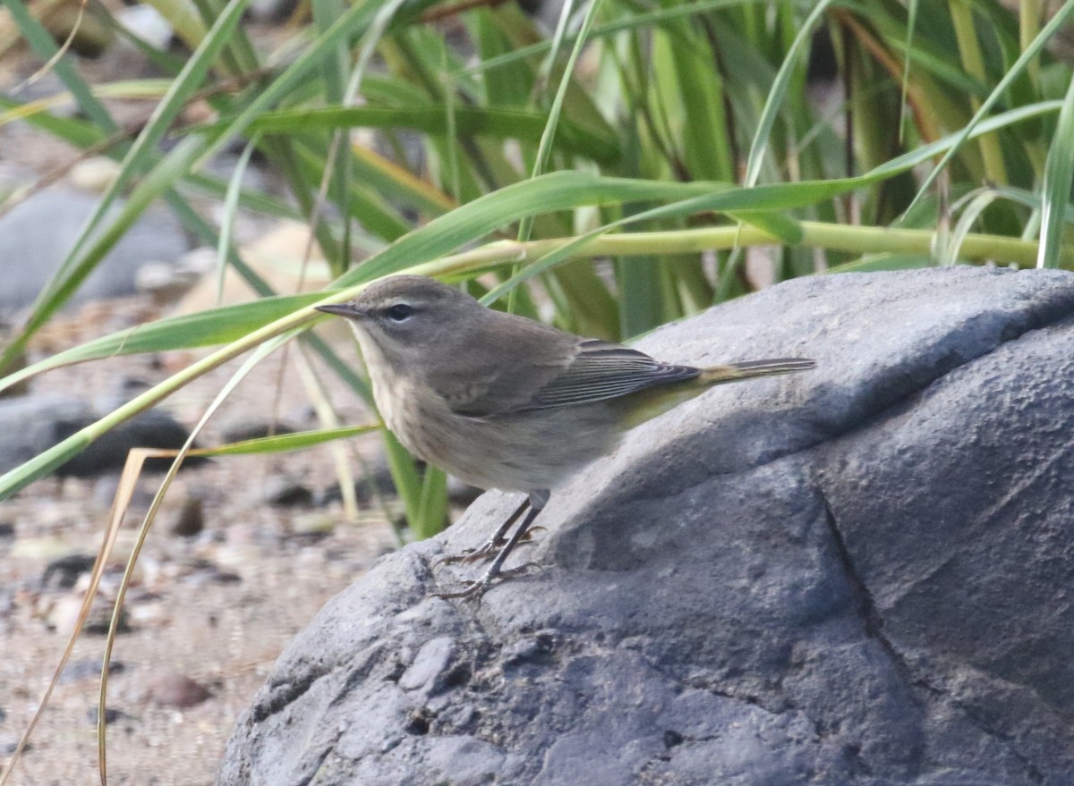 Palm Warbler - ML641576519