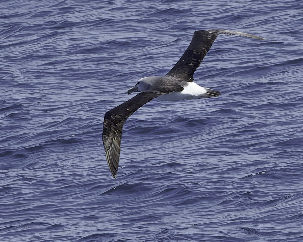 Salvin's Albatross - ML641576579