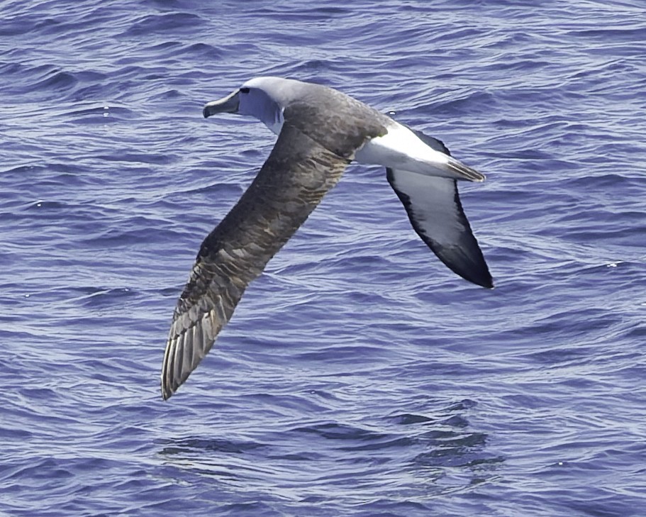 Salvin's Albatross - ML641576580