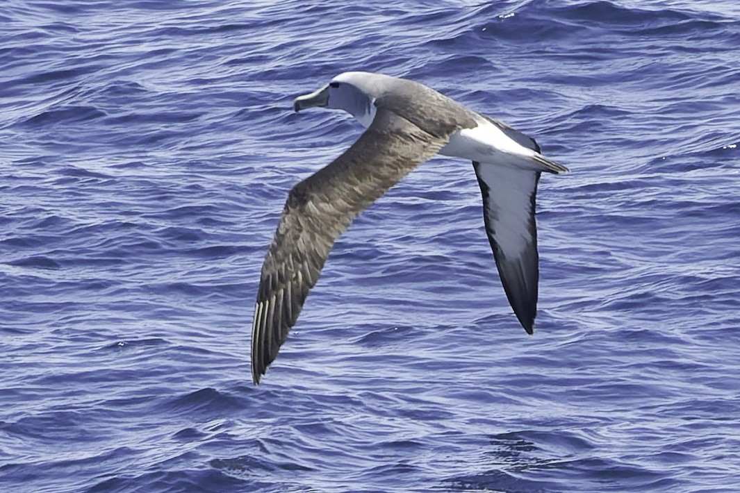 Salvin's Albatross - ML641576581