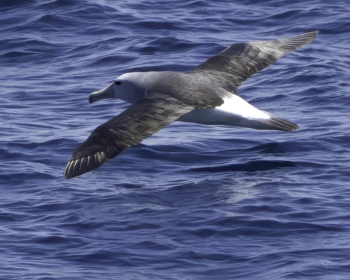 Salvin's Albatross - ML641576582