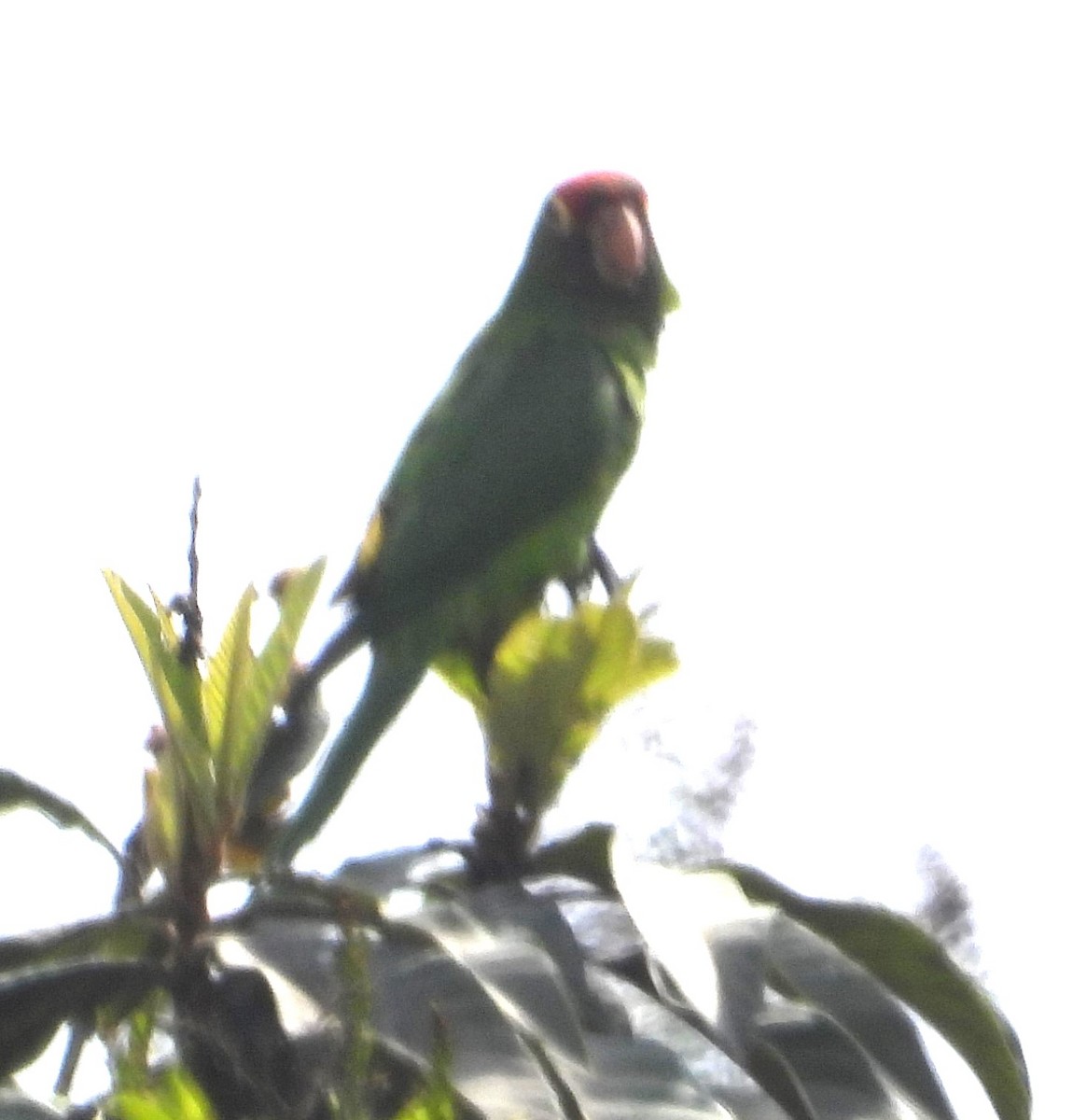 Cordilleran Parakeet - ML641576584