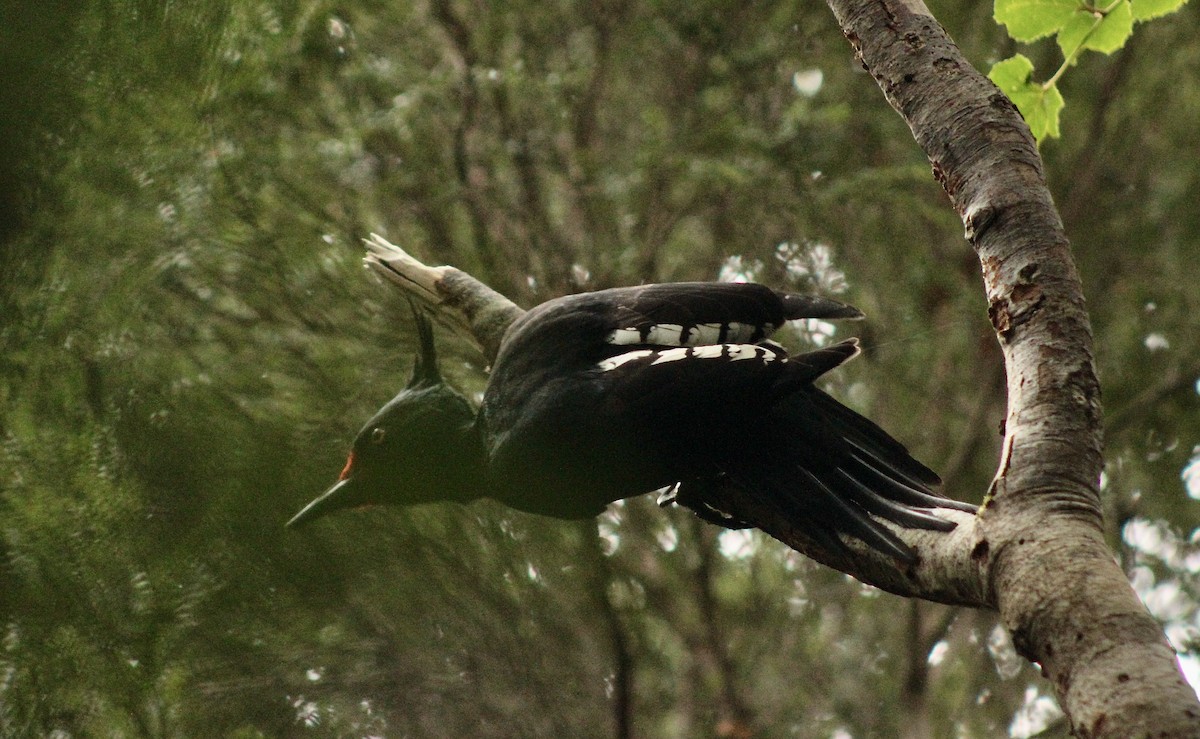 Magellanic Woodpecker - ML641576640