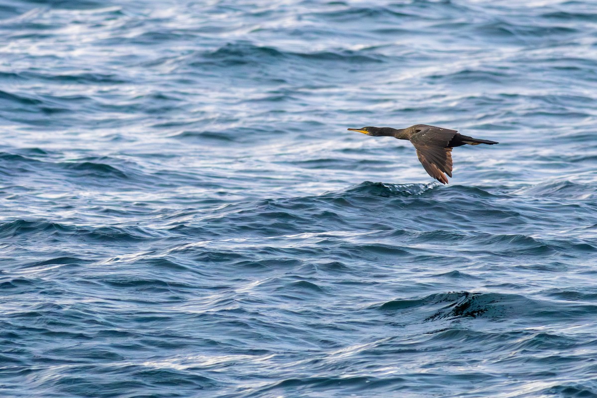 European Shag - ML641576643
