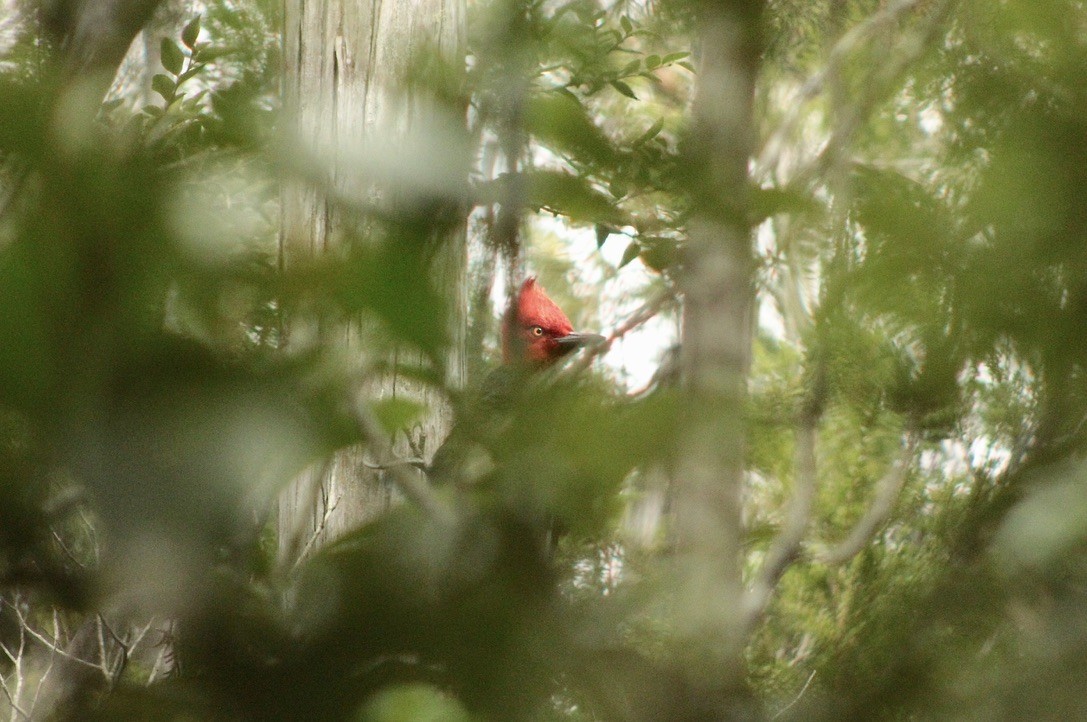 Magellanic Woodpecker - ML641576645
