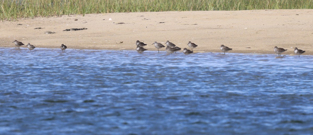 Short-billed Dowitcher - ML641576667