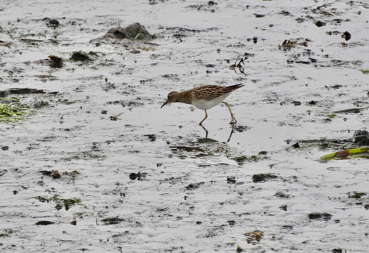 Pectoral Sandpiper - ML641576694