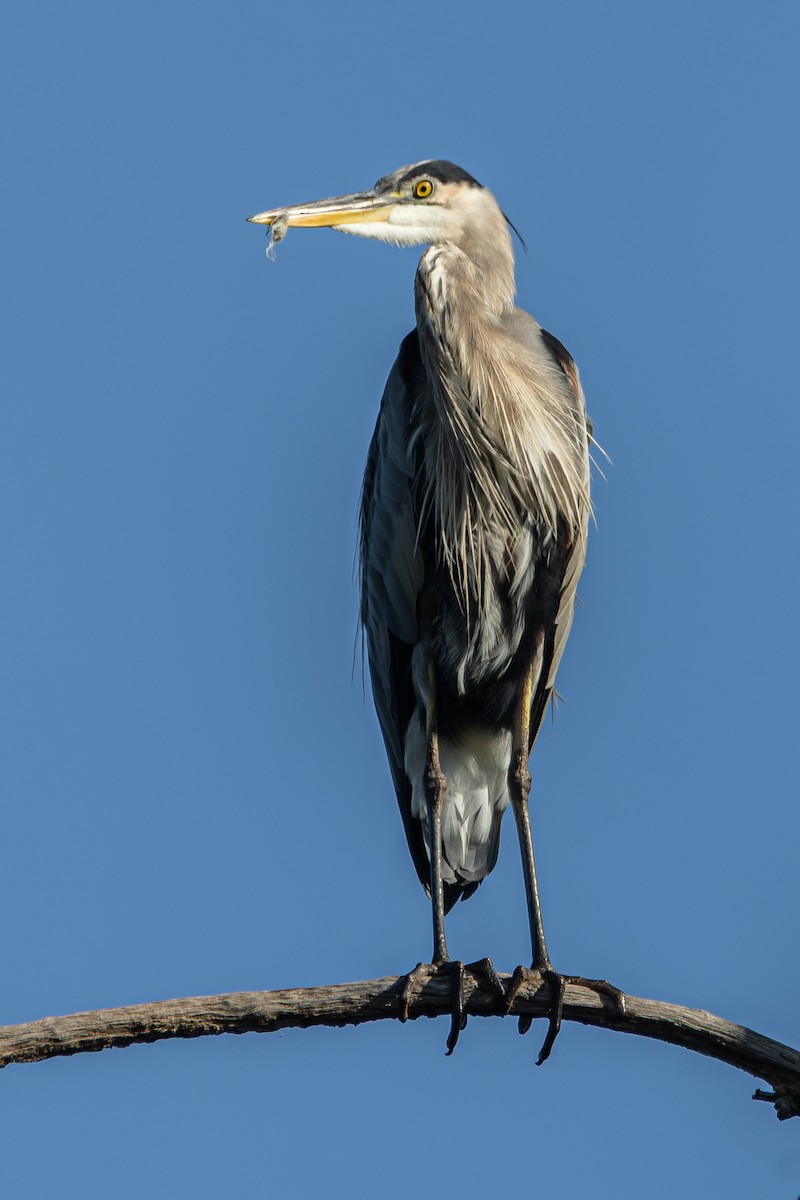 Great Blue Heron - ML641576695