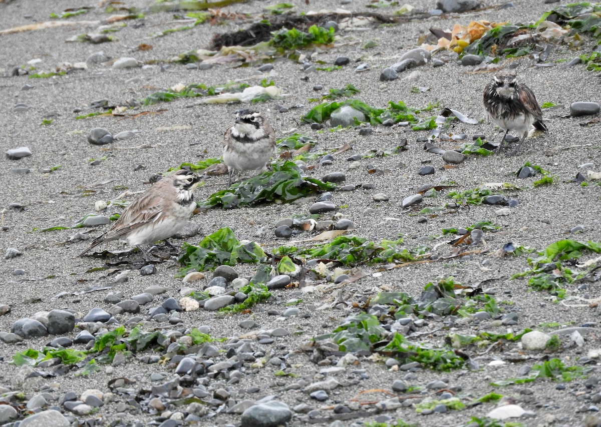 Horned Lark - ML641576725