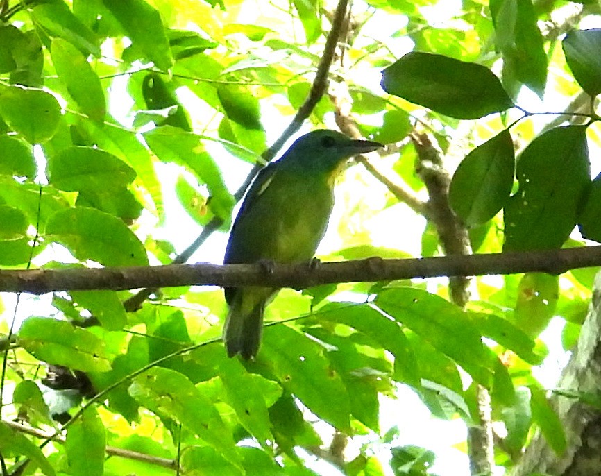 Green Shrike-Vireo - ML641576732