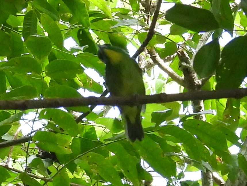 Green Shrike-Vireo - ML641576734