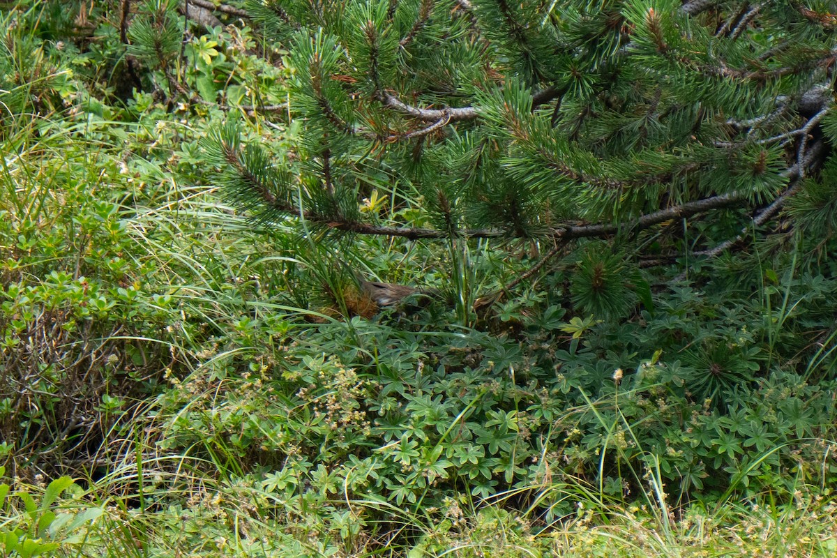 Dunnock - ML641576746